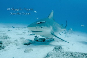Bullshark and remoras, Playa del Carmen México by Alejandro Topete 